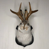 Triogift  Antlers Rabbit Head Statue Home Decoration 3d Abstract Sculpture Wall Pendant Animal Statues Room Mural Art Craft Ornaments