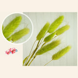 Triogift  50pcs Dried Rabbit Tail Grass Flowers Artificial Plant Bouquets Wedding Party Home Desktop Decorative Flowers Eternal Flower