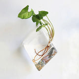 Triogift Glass Wall Hanging Flower Vase